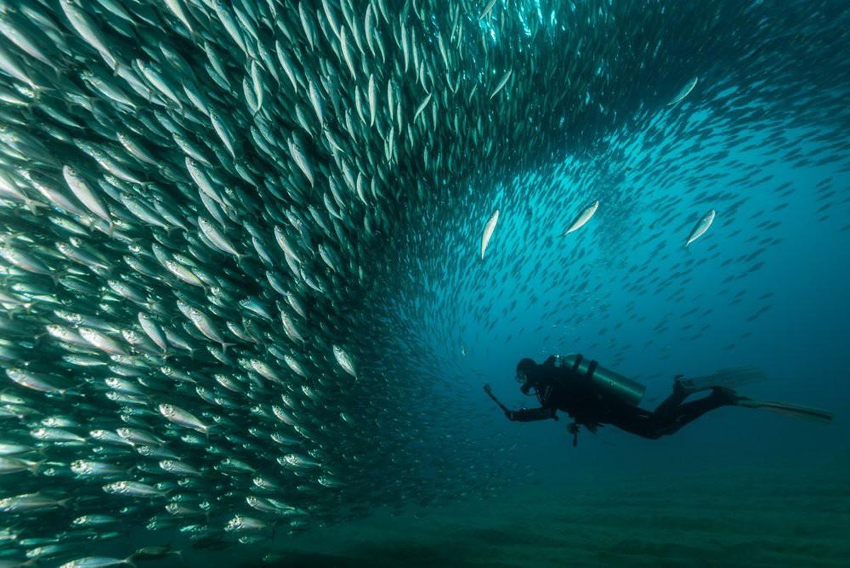 World Nature Photography Awards 2021: People and Nature, 2. Platz, Mike Eyett, Austria. Scuba diver with a school of mackerel, Cabo San Lucas, Baja California Sur, Mexico.