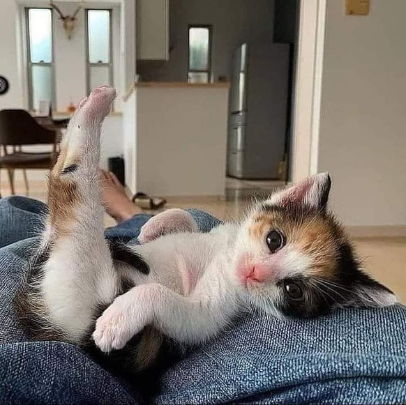 cute news animal tier katze cat

https://www.reddit.com/r/CatsBeingCats/comments/vhpa12/yoga/