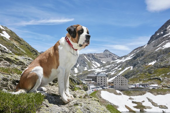 Bernhardinerhund auf dem Grossen St. Bernhard