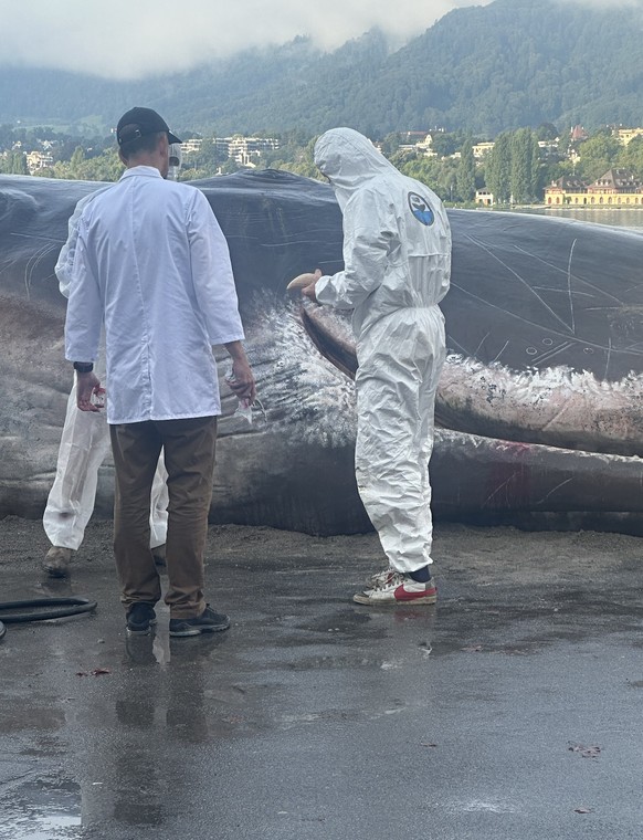 Bühne frei für ein grosses Schauspiel bei der Promenade beim Zürcher Utoquai.