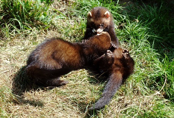Polecat https://www.flickr.com/photos/92375590