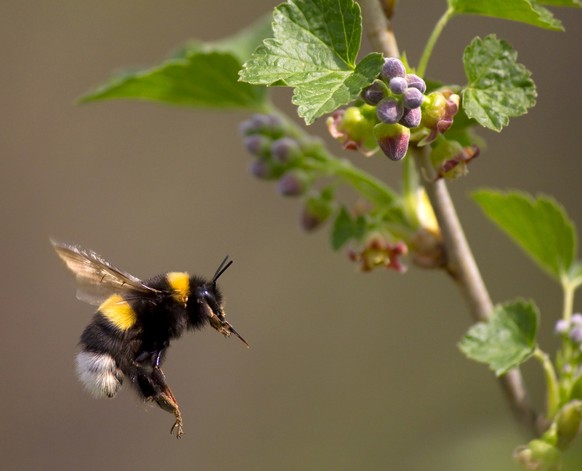 Wespe Mucke Biene Oder Hummel Erkennst Du Wer Der Ubeltater War Spiele Unser Grosses Stich Quiz Watson