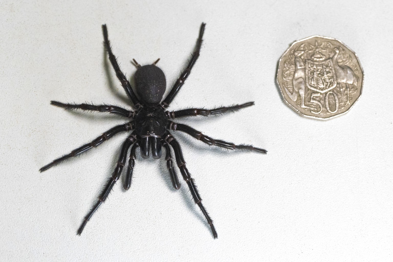 In this Dec. 10, 2023 photo supplied by the Australian Reptile Park, a male specimen of the Sydney funnel-web spider, the world&#039;s most poisonous arachnid, has been found and donated to the Austra ...