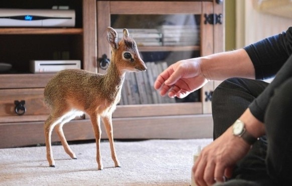 DikDik