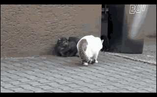 Animiertes GIF
