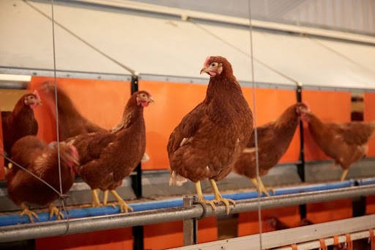 **VIDEO AVAILABLE: CONTACT INFOCOVERMG.COM TO RECEIVE**A group of chicken Tchaikovskys from Lincolnshire have been keeping themselves hen-tertained this winter by playing the xylophone. Its been a tou ...