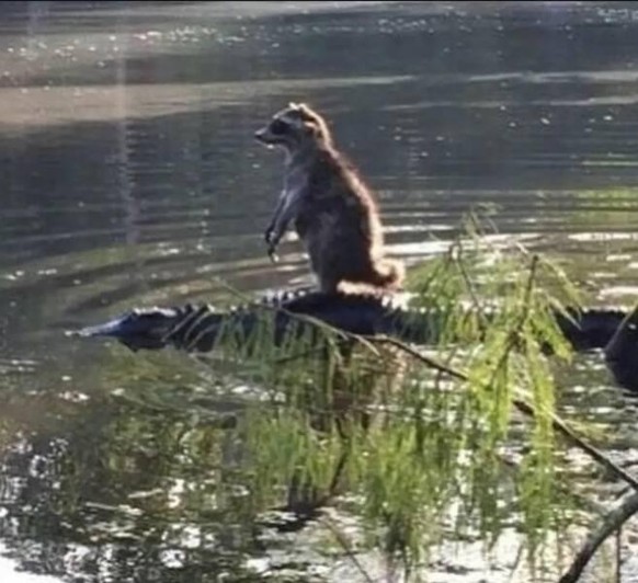 cute news animal tier krokodil waschbär

https://imgur.com/t/animals/0Pwi1v3