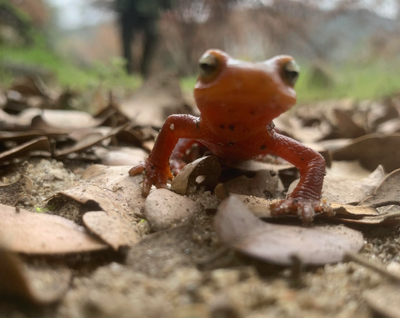cute news animal tier frosch frog

https://www.reddit.com/r/aww/comments/tkjyyh/some_call_me_a_newtist/