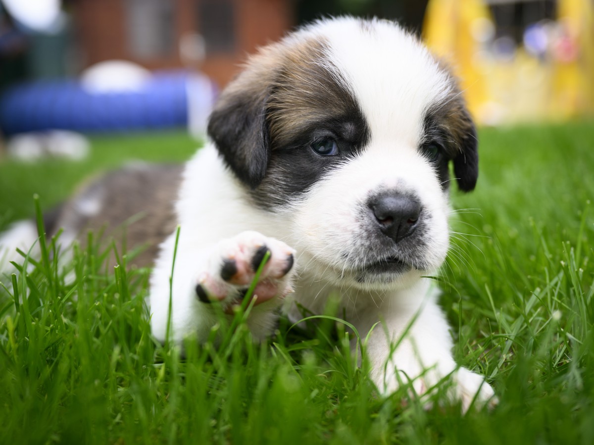 One of seven one month old puppies Sant-Bernard plays in the grass at the Barry Foundation's kennel, in Martigny, Tuesday, August 30, 2022. The Saint Bernard dog "Edene du Grand St. Bernard& ...
