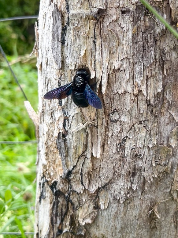 Die Blauschwarze Holzbiene ist Biene des Jahres 2026