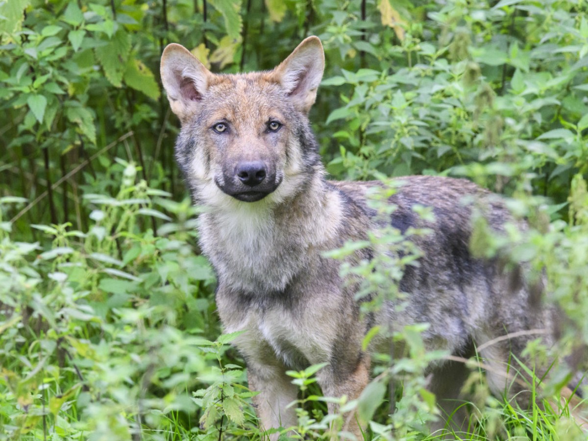 Un loup a �t� retrouv� mort dans la vall�e grisonne de Poschiavo, probablement tu� par un braconnier (archives).