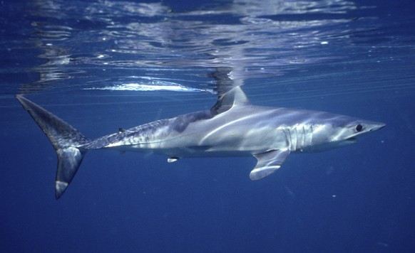 This undated photo provided by Dr. Greg Skomal in January 2021 shows a shortfin mako shark. In a study published on Wednesday, Jan. 27, 2021, researchers found the abundance of oceanic sharks and rays ...