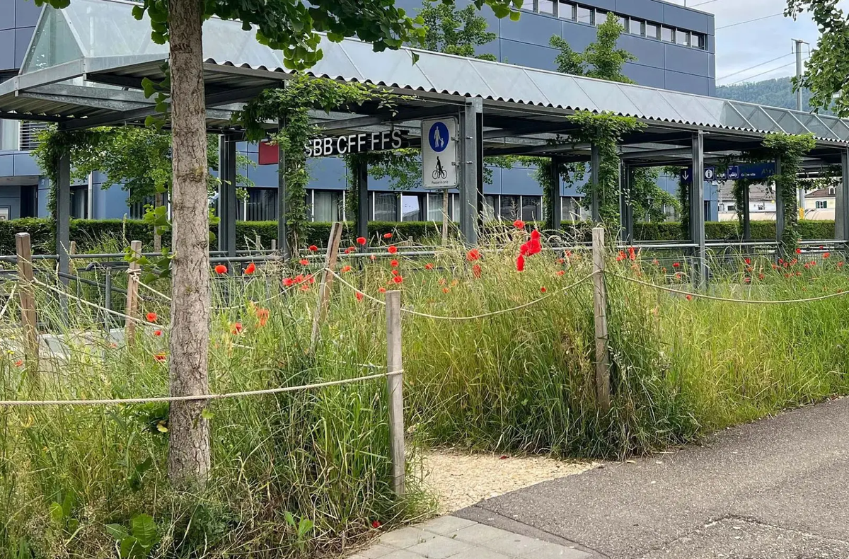 Bäume und Wiesen, wo einst nur Asphalt war: Das SBB-Pilotprojekt in Delémont zur Begrünung von Bahnhöfen.