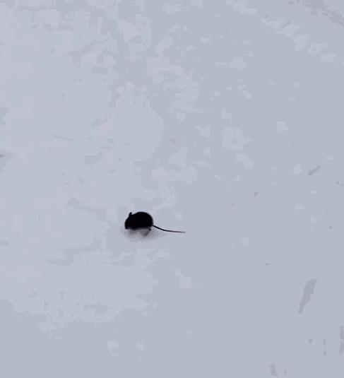 Animiertes GIF