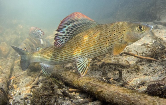 HANDOUT - HANDOUT --- Eine undatierte Aufnahme einer Aesche, Thymallus
thymallus, dem Schweizer Fisch des Jahres 2016. Mit dieser Wahl will der Fischerei-Verband auf die Bedrohung der Fischart aufmerk ...