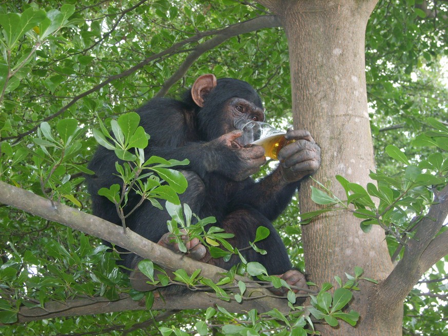 Schimpanse trinkt Bier