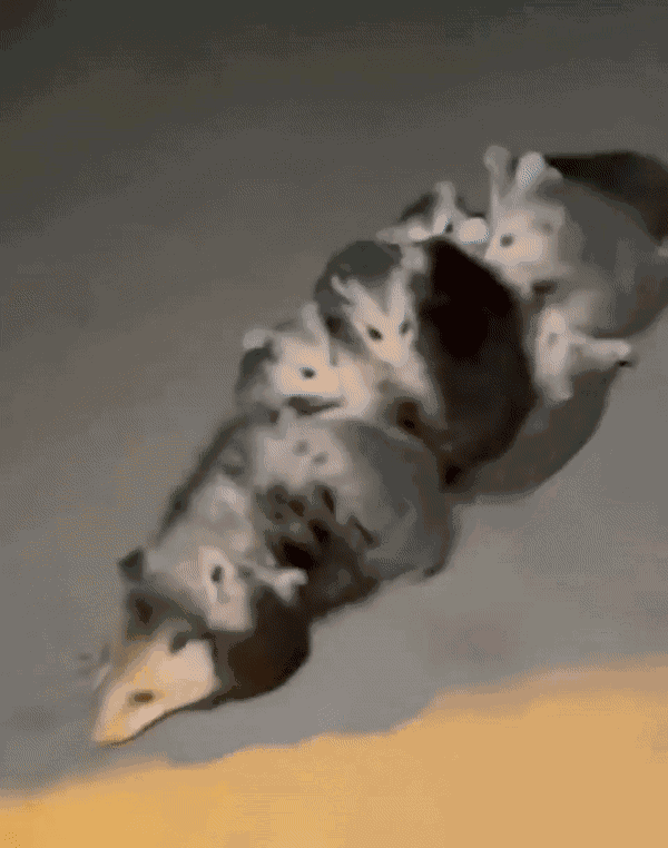 Animiertes GIF