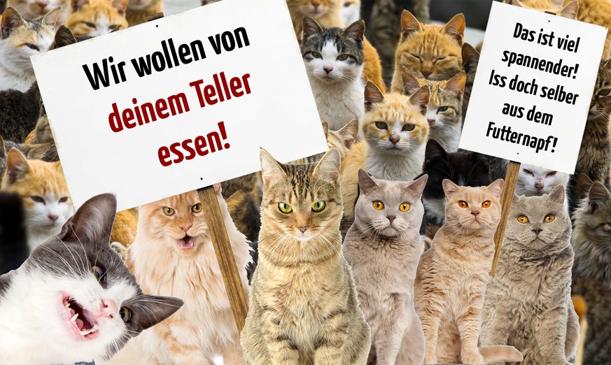 Wofür oder wogegen Katzen protestieren würden