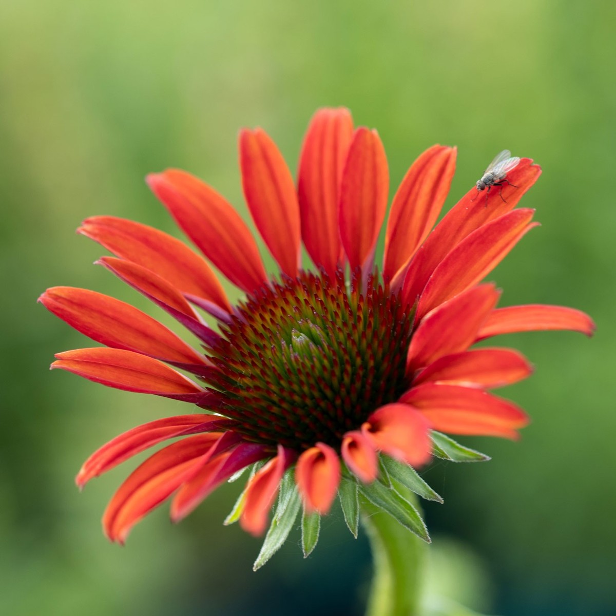 Echinacea purpurea