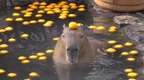 capybara

https://www.reddit.com/r/capybara/comments/pz9ypm/i_found_a_capybara_pic_on_the_internet/