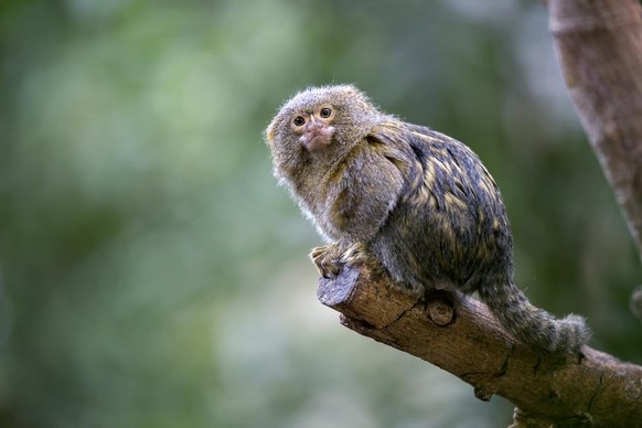 Cebuella pygmaea Zwergseidenäffchen