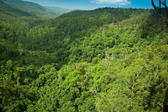 Rainforest Australia