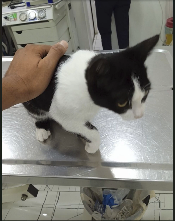 Attila Hildmann posted a video with this recording of his vet visit.