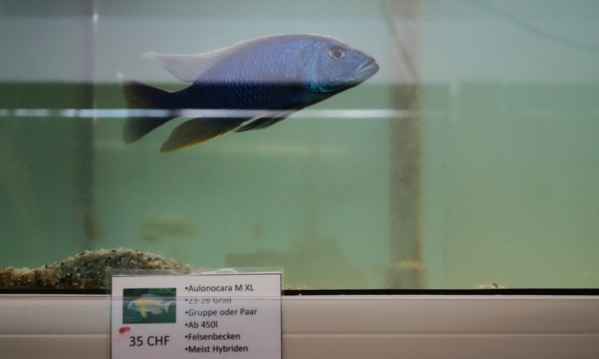 Elias Müller aus dem Kanton Luzern hat das einzige Fischtierheim der Schweiz gegründet, das Aqualuz. Es steht heute in Oftringen im Kanton Aargau. Ein Besuch (Juli 2024)