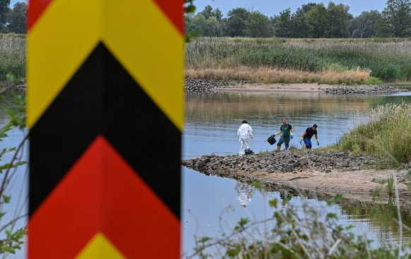 13.08.2022, Brandenburg, Lebus: Hinter einem Grenzpfeiler am deutsch-polnischen Grenzfluss Oder bergen freiwillige Helfer tote Fische aus dem Wasser. Seit mehren Tagen besch�ftigt das massive Fischste ...