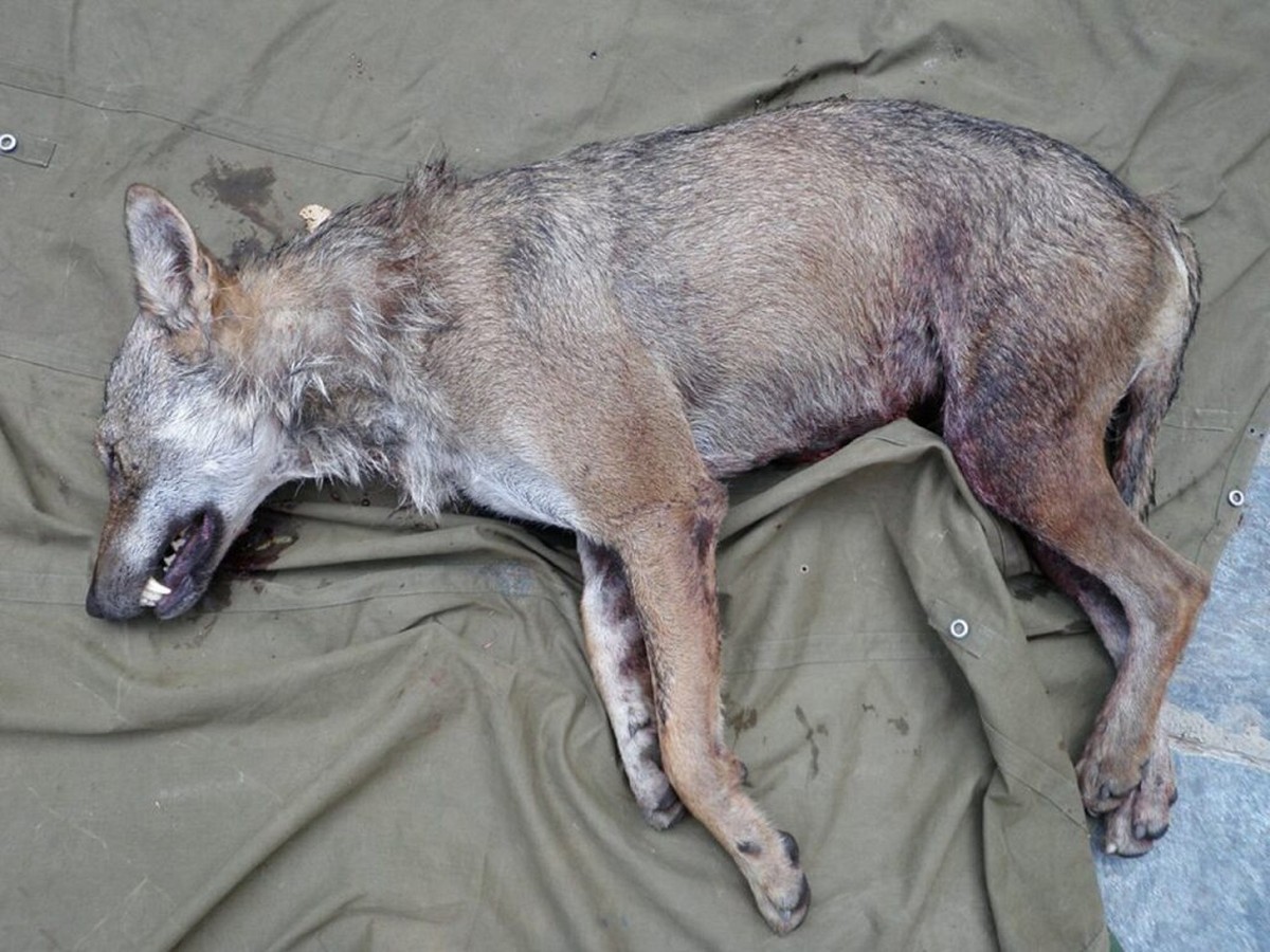 Ce loup a �t� abattu l�galement par des gardes-chasse en 2009 dans le Val d'Illiez (archives).