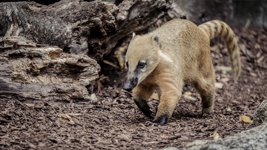 Nasenbär
Cute News
https://www.flickr.com/photos/klengel/27027376240