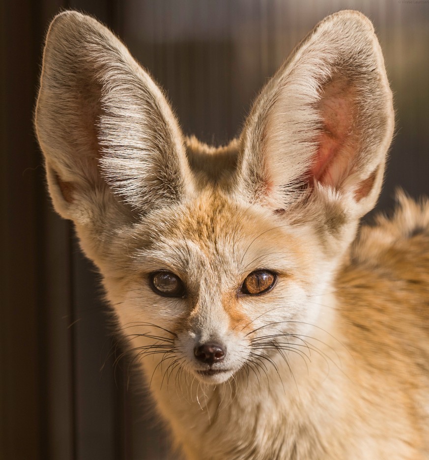 Fennek, Wüstenfuchs