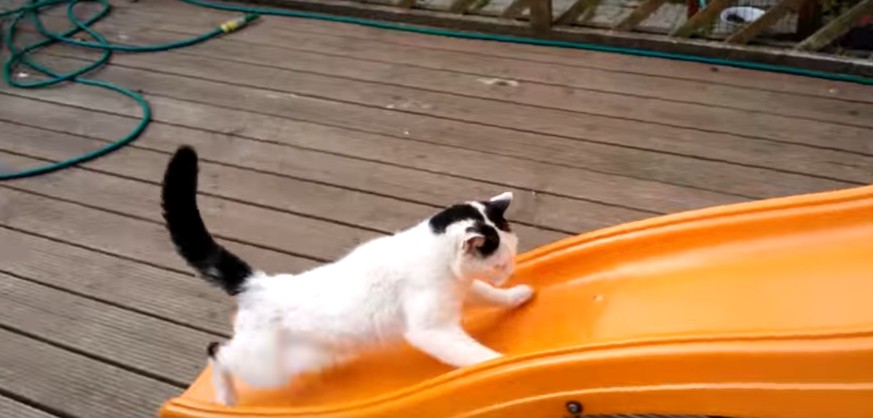 Katzen lieben Rutschen. Auch wenn sie zu Beginn etwas Übung brauchen
