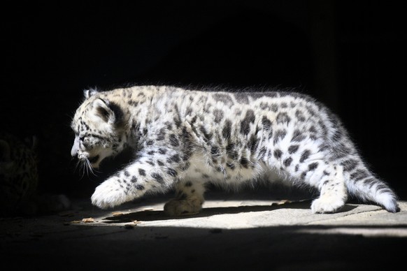 epa10084054 A six weeks old Snow Leopard (Panthera uncia) cub walks in their enclosure at the zoo of Servion, in Servion, Switzerland, 21 July 2022. The female Guilda gave birth to two cubs in early J ...