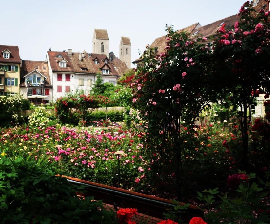 Rosenblüten Rauszeit Blindengarten Rapperswil