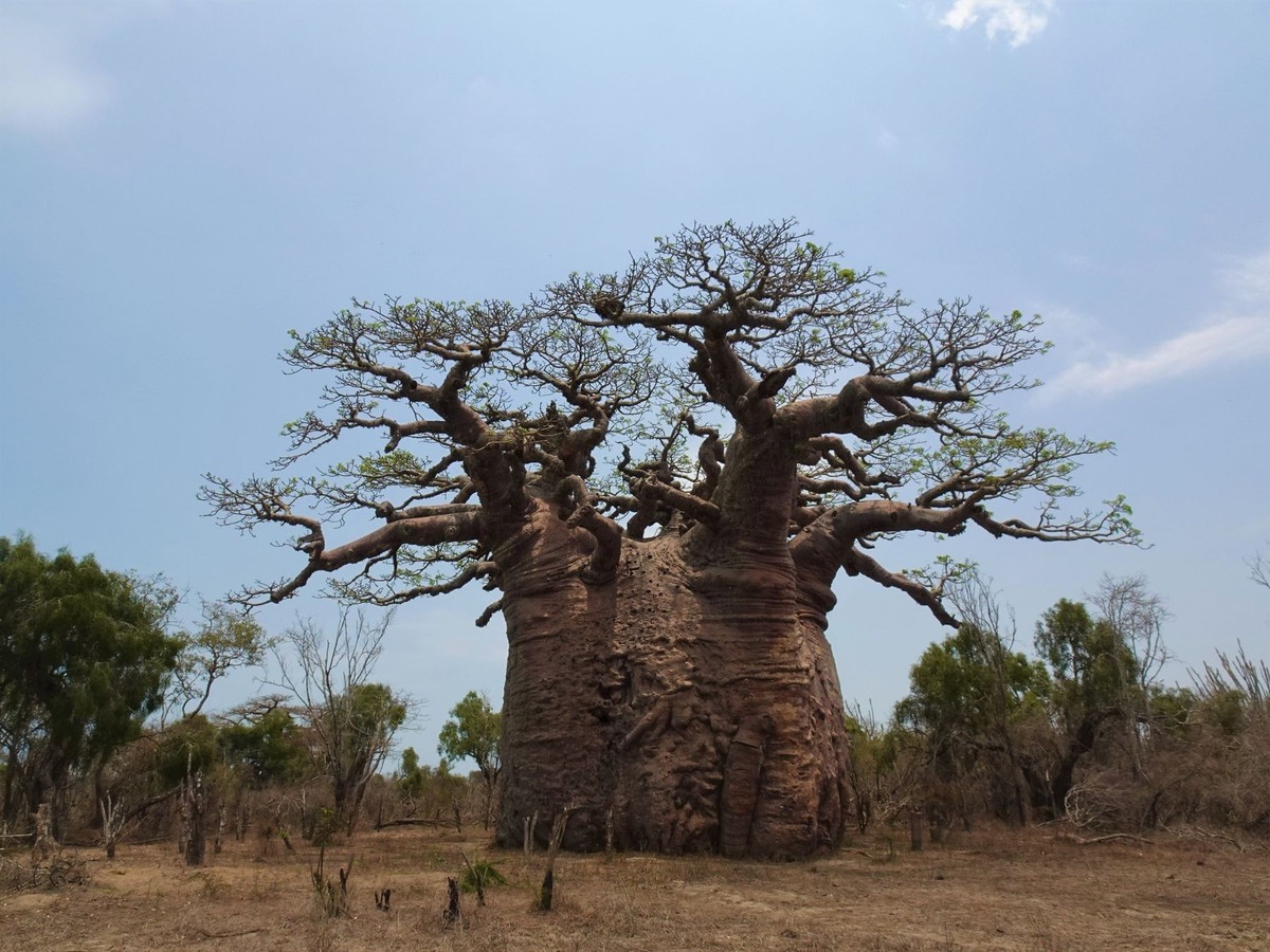 Tsitakakantsa, Baobab in Andombiry in Madagaskar, Affenbrotbaum.