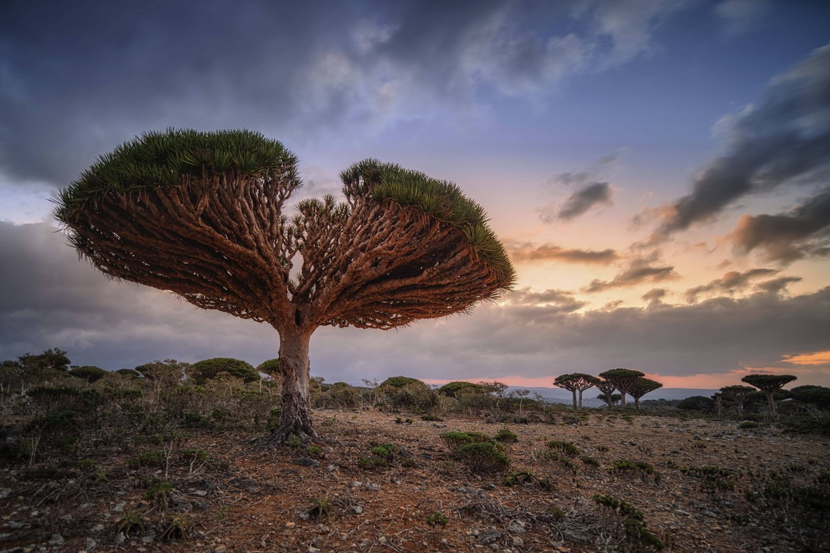 Einheimische Pflanzen Dracaena cinnabari am Meer auf einem Felsen Endemic plants Dracaena cinnabari by the sea on a rock Copyright: imageBROKER/JaroslavxSugarek ibxiqx13860783.jpg Bitte beachten Sie d ...