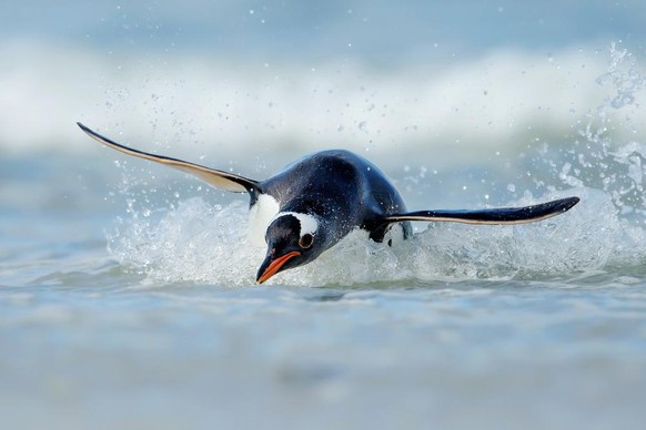 Gentoo penguin, Pygoscelis papua