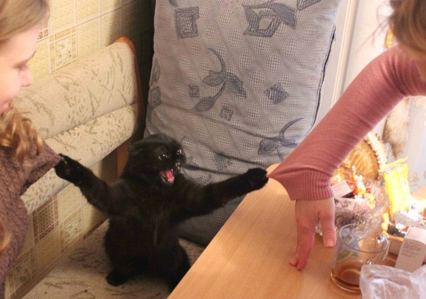 23 Gründe, warum mit einer Katze wohnen genau so ist, als würdest du mit einem Massenmörder unter einem Dach leben