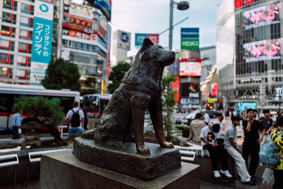 epa12358543 The bronze Hachiko statue, honoring the famously loyal Akita dog Hachiko, stands outside the Shibuya Station in Tokyo, Japan, 02 September 2025 (issued 06 September 2025). EPA/ALEX PLAVEVS ...