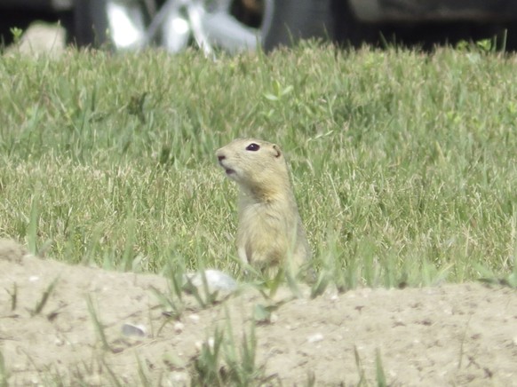 A Richardson's ground squirrel looks up from its burrow on Monday, July 14, 2025, in a vacant lot near apartment homes in Minot, N.D. (AP Photo/Jack Dura)
Ground Squirrels-North Dakota