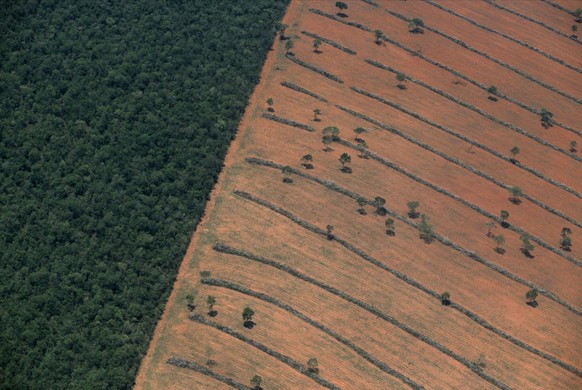 Abgeholzter Regenwald in Brasilien.