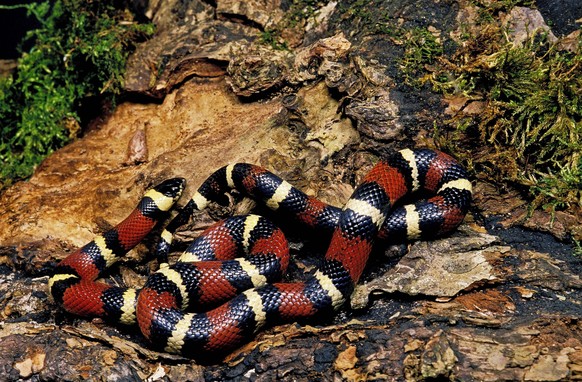 Mexikanische Milchschlange, lampropeltis triangulum annulata, Erwachsener auf Baumstumpf *** Mexican milk snake, lampropeltis triangulum annulata, adult on tree stump Copyright: imageBROKER/G.xLacz ib ...
