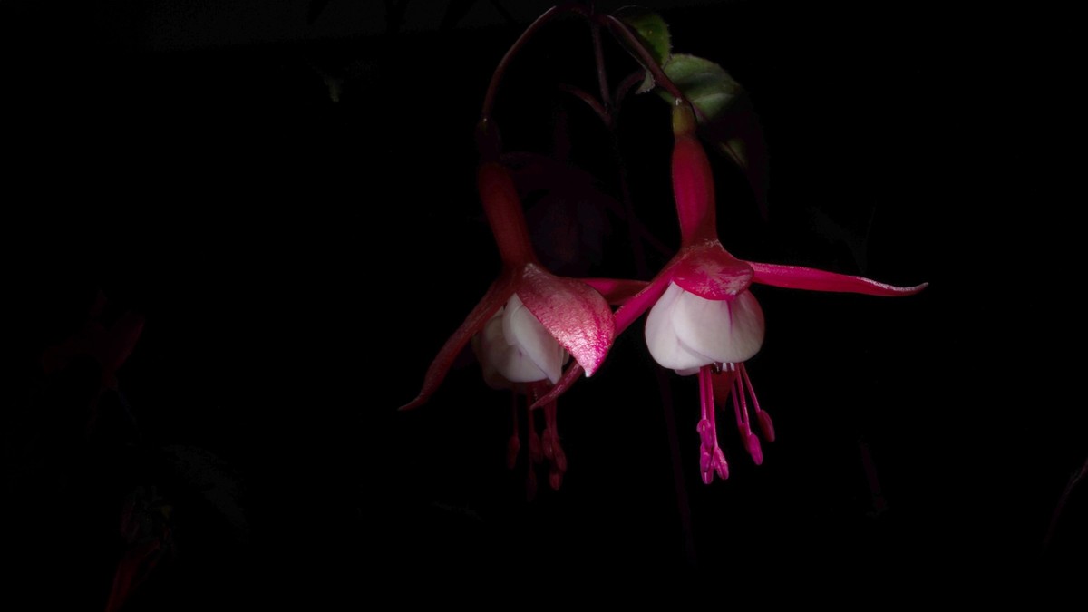 Taubenskabiose (Scabisosa columbaria)