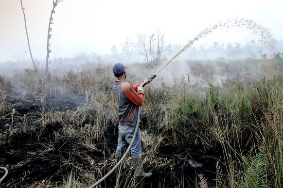 A worker sprays water in an attempt to contain a wildfire that razes through a peatland field in Pedamaran, South Sumatra, Indonesia, Tuesday, Oct. 27, 2015. The haze from forest fires has blanketed p ...