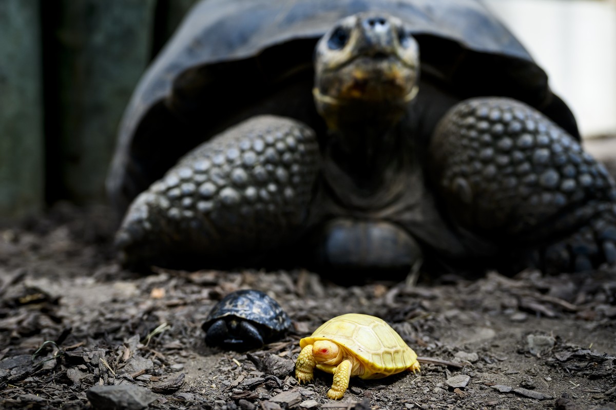 A baby Galapagos giant albino tortoise is photographed next to another baby and a Galapagos giant tortoise in the Tropiquarium in Servion, Switzerland, on Thursday, June 2, 2022. ((Jean-Christophe Bot ...