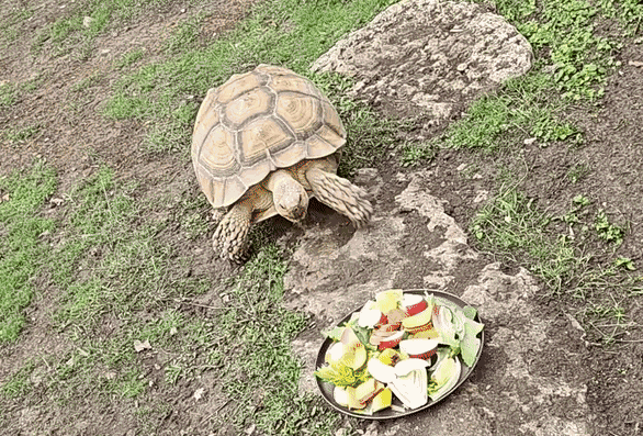 Animiertes GIF