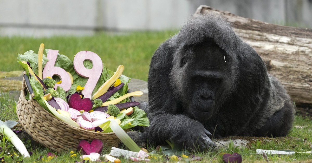 Ältester Gorilla der Welt feiert im Berliner Zoo Geburtstag