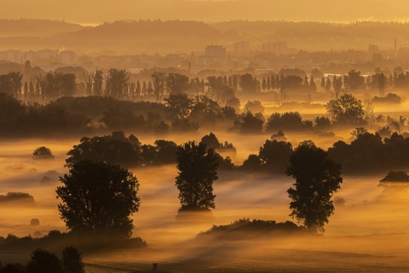 Morgenstimmung am Bodensee. Im Naturschutzgebiet Zeller Aachried bei Radolfzell zeigen sich die ersten Herbstnebel des Jahres. // Europa, Deutschland, Baden-Württemberg, Radolfzell.