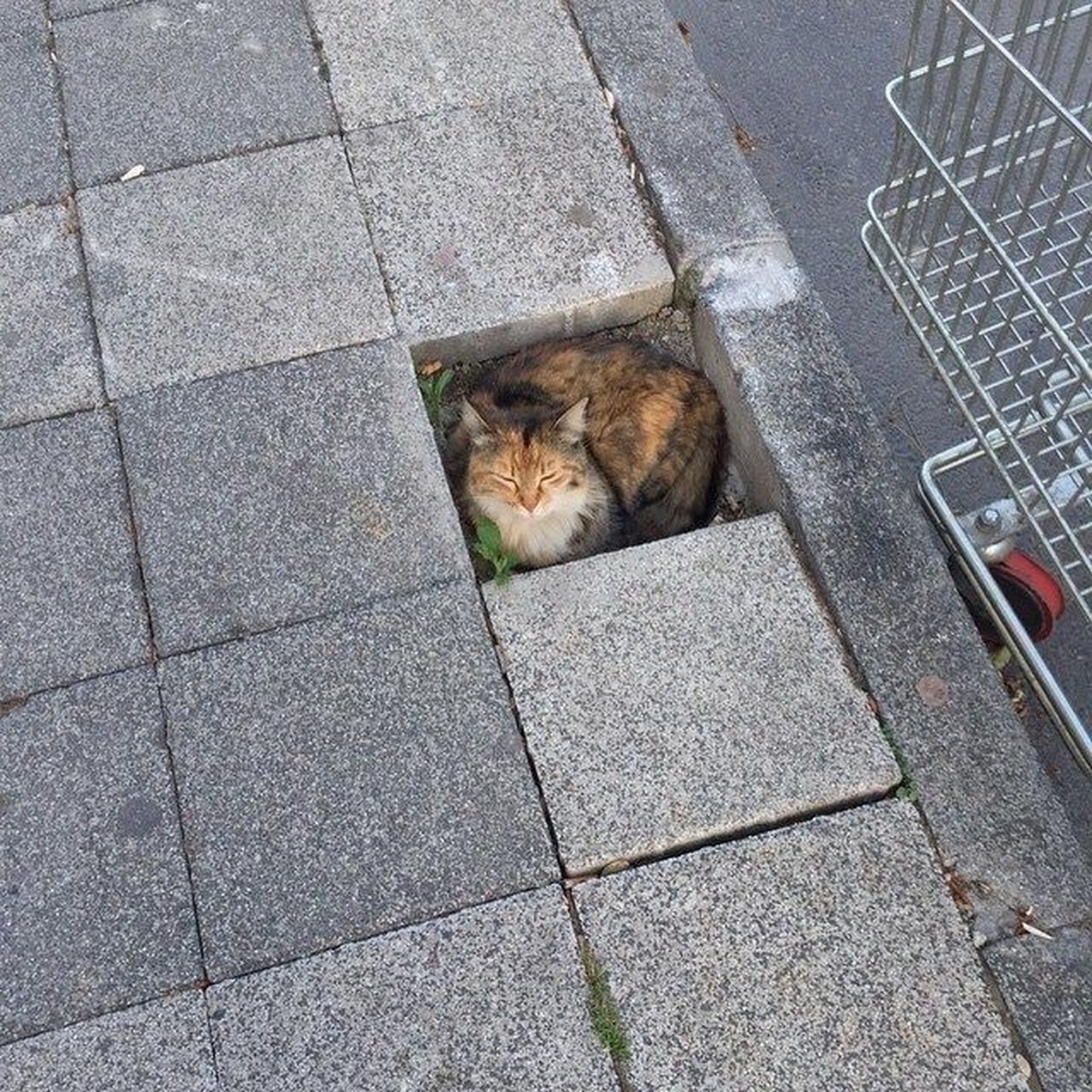 cute news tier katze

https://ch.pinterest.com/pin/1121888957198851789/